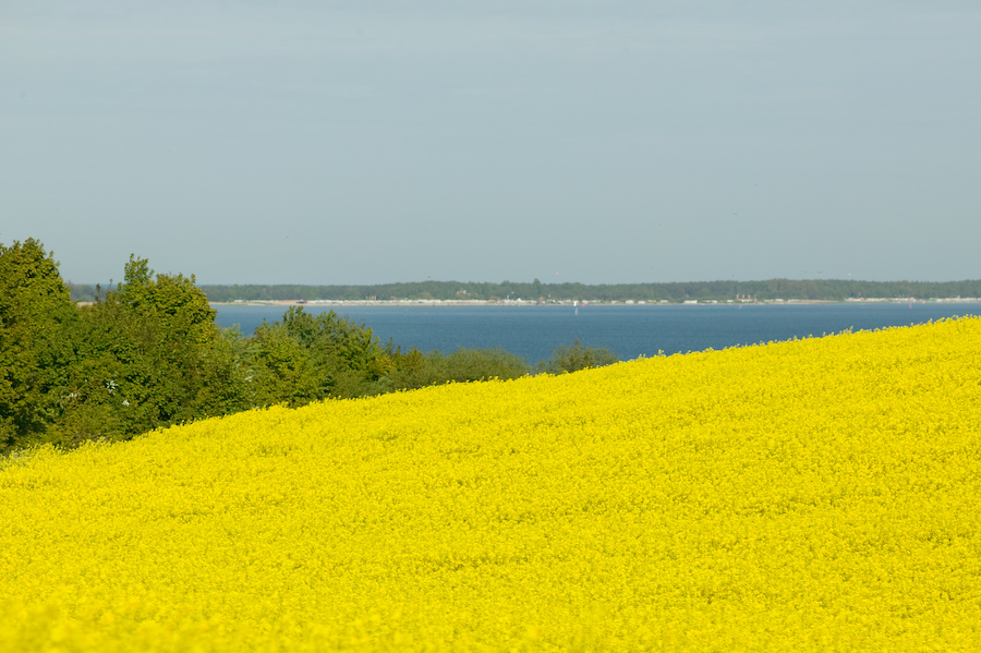 Canon EOS-1DS - 200.0 mm - 1/1250 sec at f / 5,0 - ISO 100