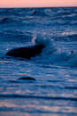 Canon EOS 400D DIGITAL - EF200mm f/2.8L USM - 1/100 sec at f / 2,8 - ISO 800
